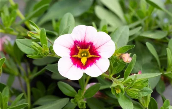 Zauberglöckchen 'Pink Red Eye'