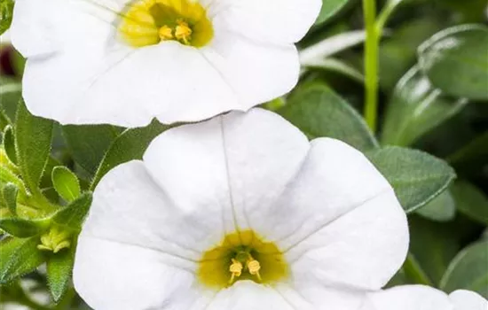 Zauberglöckchen 'Snow'