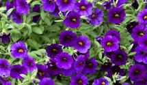 Calibrachoa 'Unique Lilac'