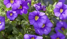 Calibrachoa 'Unique Lilac'