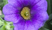 Calibrachoa 'Unique Lilac'