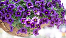 Calibrachoa 'Unique Lilac'