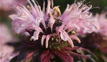 Monarda fistulosa 'Beauty of Cobham'