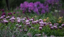 Monarda fistulosa 'Beauty of Cobham'