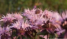 Monarda fistulosa 'Beauty of Cobham'