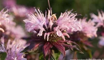 Monarda fistulosa 'Beauty of Cobham'