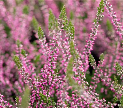 Calluna vulgaris Gardengirls® rosa
