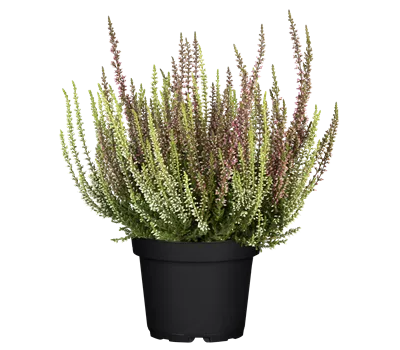 Calluna vulgaris Gardengirls® 'Twingirls'® rot-weiß