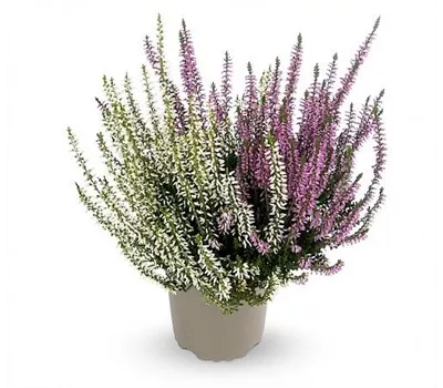 Calluna vulgaris Gardengirls® 'Twingirls'® lila-weiß