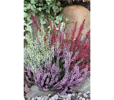 Calluna vulgaris Gardengirls® 'Trio Girls'® rot-weiß-lila