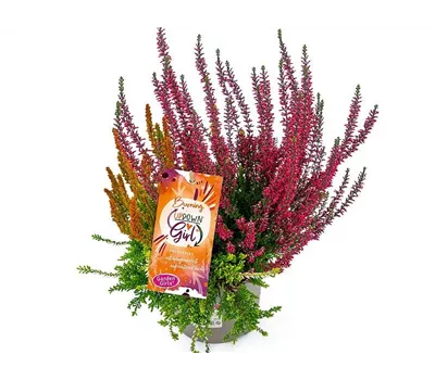 Calluna vulgaris Gardengirls® Up Down Girls® Burning