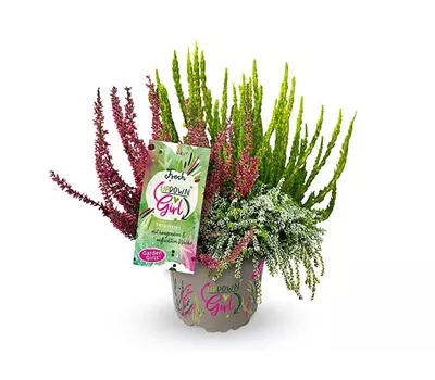 Calluna vulgaris Gardengirls® Up Down Girls® Fresh