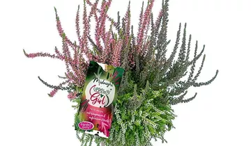 Winterharte Knospenheide 'Up Down Girl® Midnight'