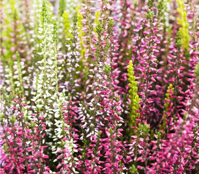 Calluna vulgaris Gardengirls® Smixies®