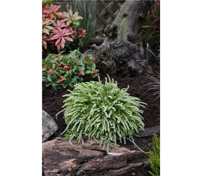 Calluna vulgaris Gardengirls® Rasta Girls® weiß