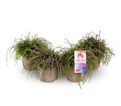 Calluna vulgaris Gardengirls® Rasta Girls® rot