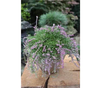 Calluna vulgaris Gardengirls® Rasta Girls® rosa