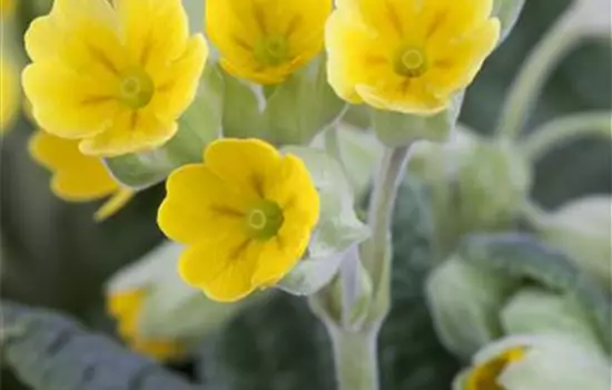 Echte Schlüsselblume