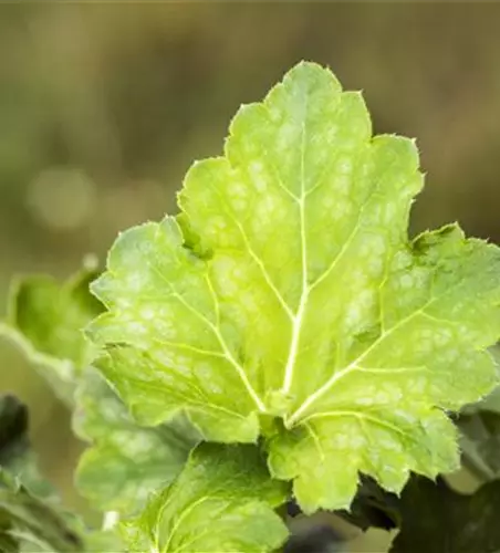Garten-Purpurglöckchen 'Dale´s Strain'