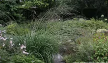 Molinia arundinacea 'Karl Foerster'