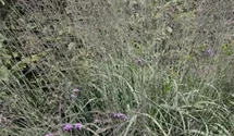 Molinia arundinacea 'Karl Foerster'