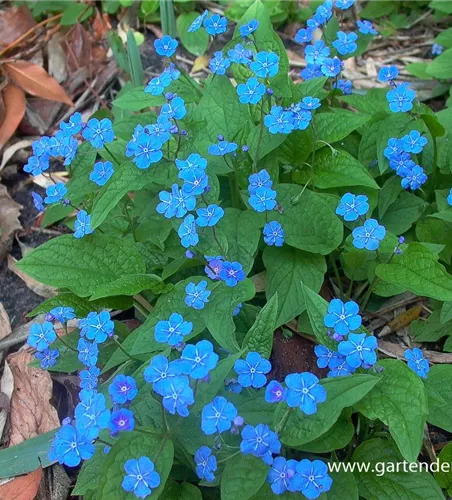 Frühlings-Gedenkemein