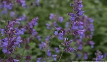 Nepeta x faassenii 'Dropmore'