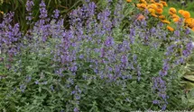 Nepeta x faassenii 'Dropmore'