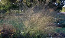 Molinia arundinacea 'Transparent'