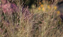 Molinia arundinacea 'Transparent'