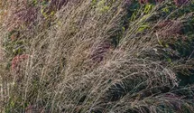 Molinia arundinacea 'Transparent'