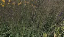 Molinia arundinacea 'Transparent'