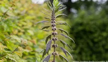 Leonurus cardiaca