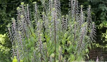 Leonurus cardiaca