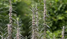 Leonurus cardiaca