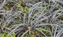 Ophiopogon planiscapus 'Black Dragon'