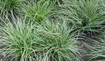 Luzula nivea