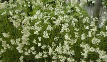 Luzula nivea