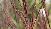 Miscanthus sinensis 'Dronning Ingrid'