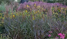Miscanthus sinensis 'Dronning Ingrid'