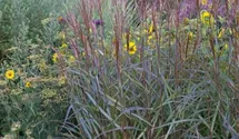 Miscanthus sinensis 'Dronning Ingrid'
