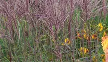 Miscanthus sinensis 'Dronning Ingrid'
