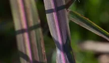 Miscanthus sinensis 'Dronning Ingrid'