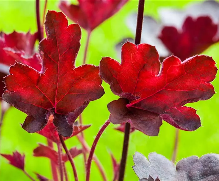 Purpurglöckchen 'Royal Ruby'