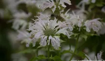 Monarda fistulosa 'Snow Queen'