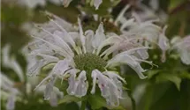 Monarda fistulosa 'Snow Queen'