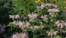 Monarda fistulosa 'Fishes'