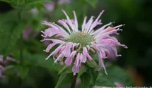 Monarda fistulosa 'Fishes'