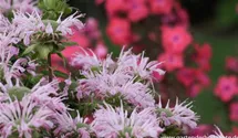 Monarda fistulosa 'Fishes'