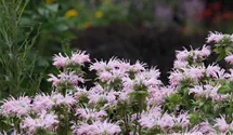 Monarda fistulosa 'Fishes'